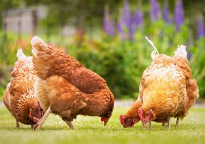 Застосування лізину в кормових добавках